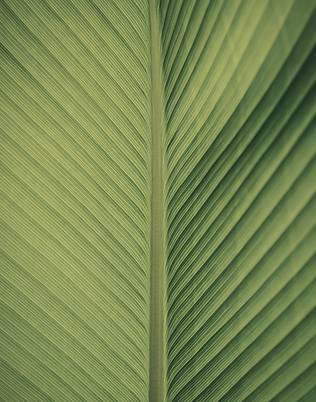 Leaf