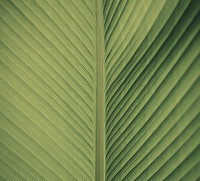 hoja