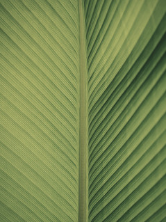Blatt
