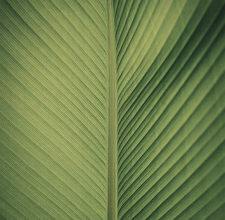Leaf