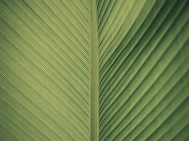 hoja