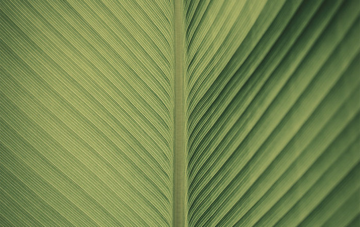 Closeup de folhas verdes