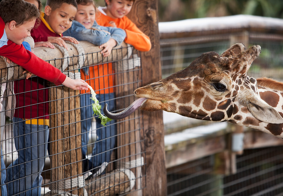 Children Feeding Giraffe
