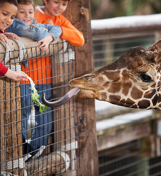 Zuführen einer Giraffe