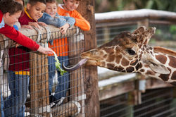 Feeding a Giraffe