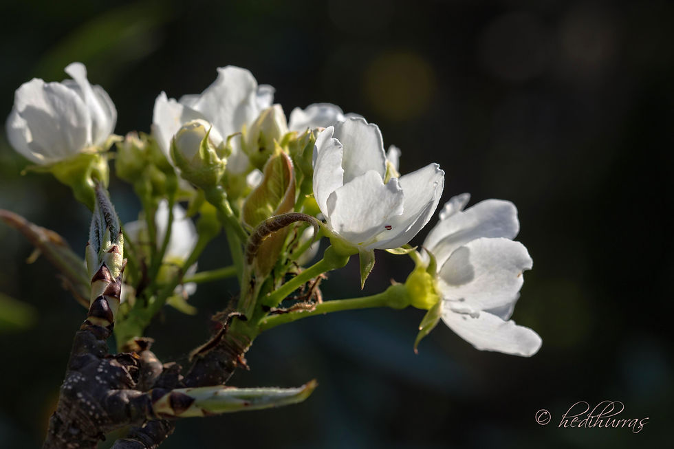 Blüten der Nashi in unserem Garten