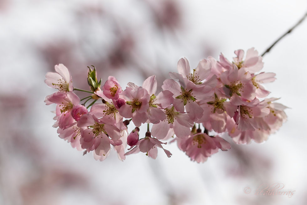 Kirschblüte