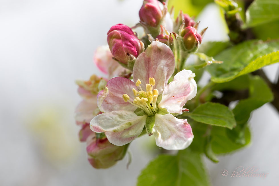 Apfelblüten