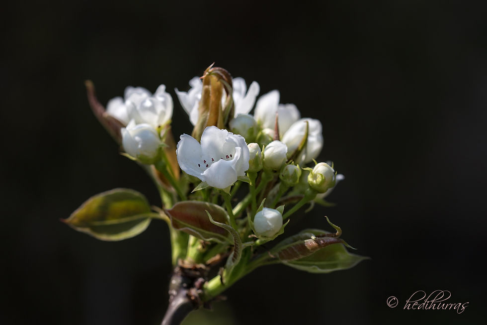 Birnenblüten