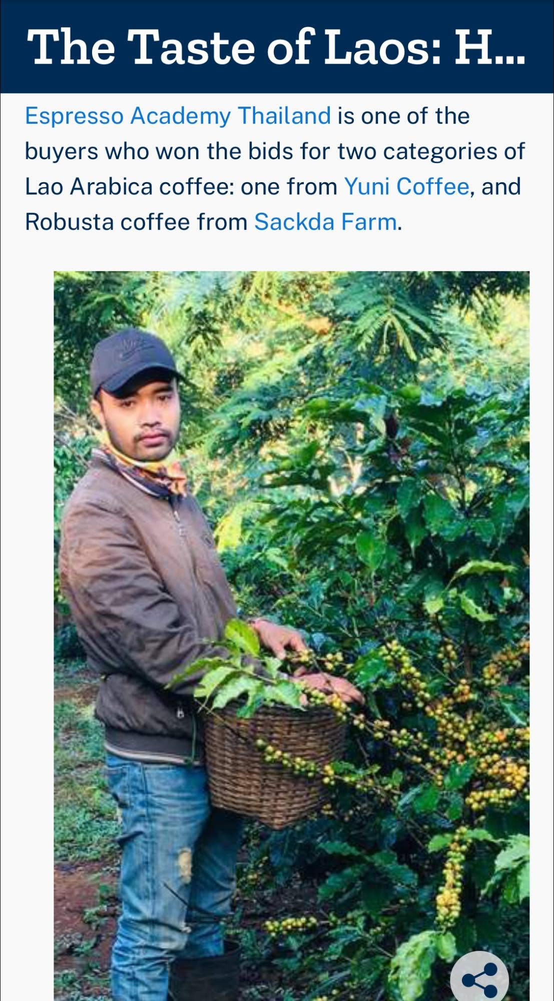 Historical Taste of Laos graphic names Espresso Academy Thailand as a buyer of Yuni Coffee and Sackda Farm coffees above a photograph among coffee trees.