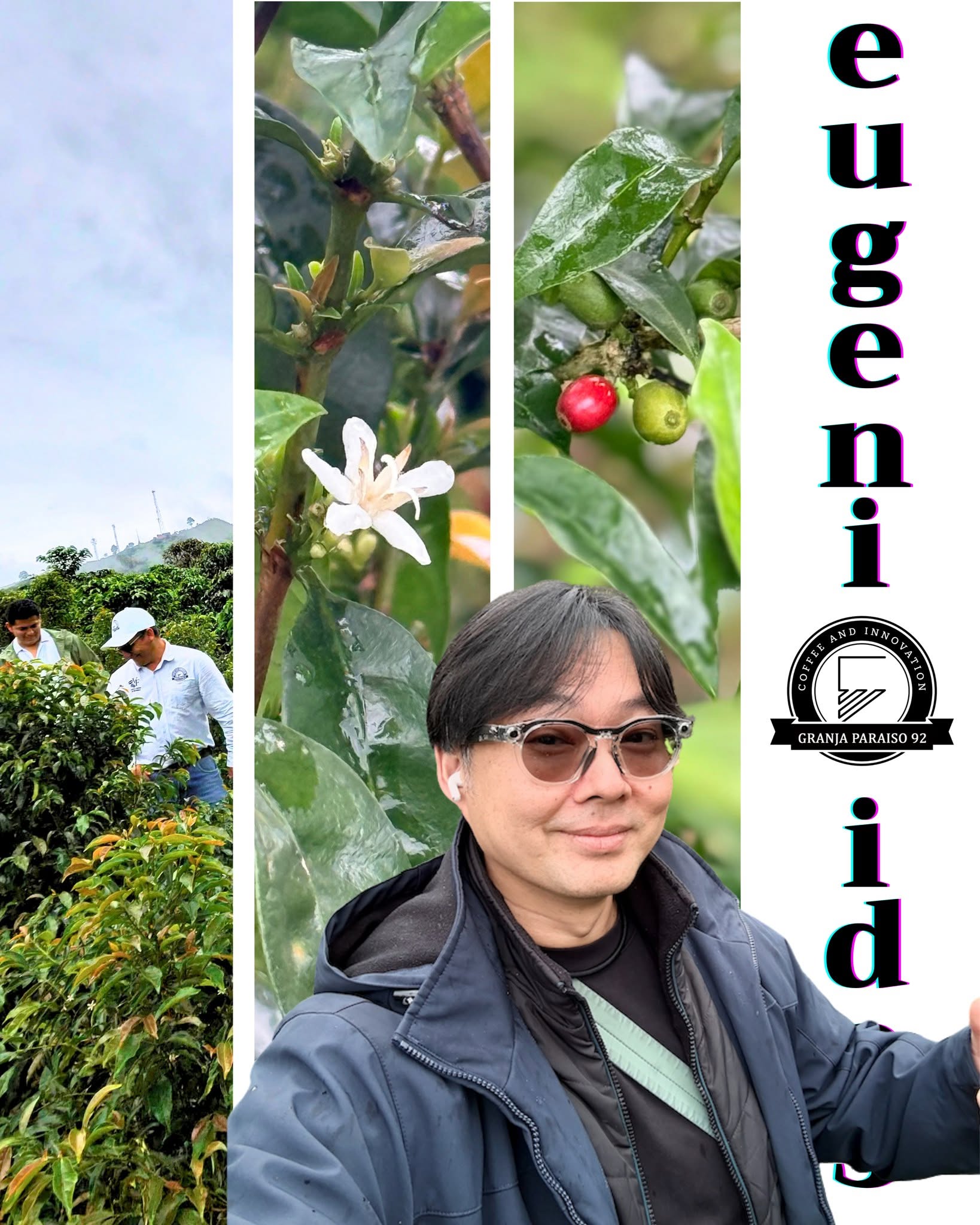 Coffee flowers, cherries and a visit to Wilton’s farm in Colombia in the original Eugenioides photograph.