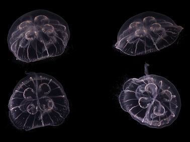 Aurelia sp.18.jpg
