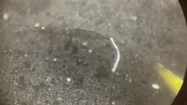 Stomolophus meleagris cannonball jellyfish planula 