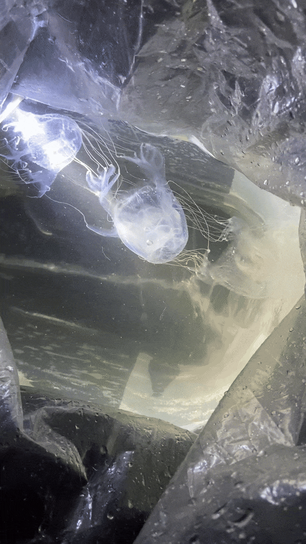 Four handed box jellyfish chiropsalmus quadrumanus swimming