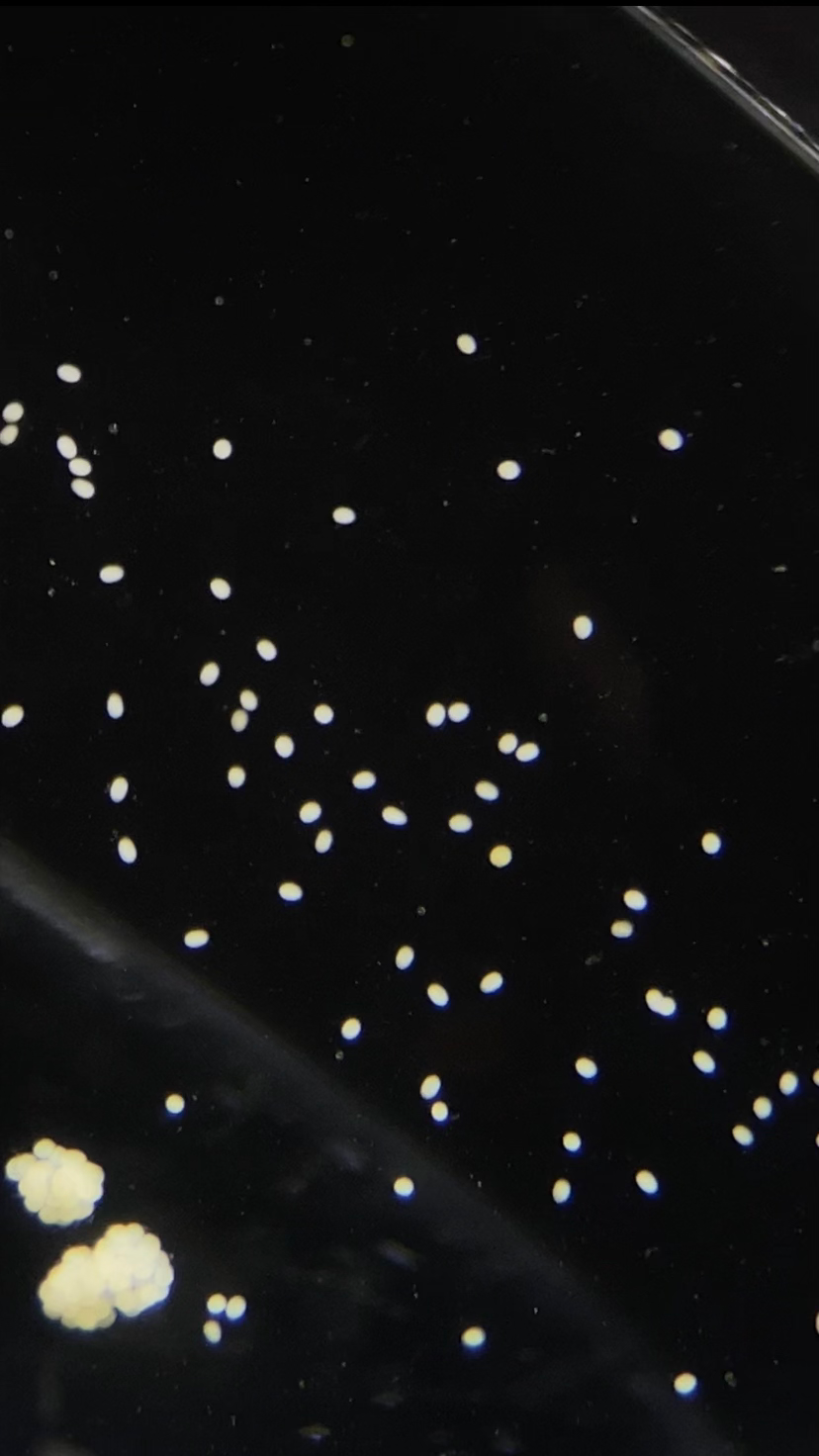 Planula