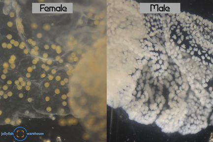 Egg and Sperm Tissues