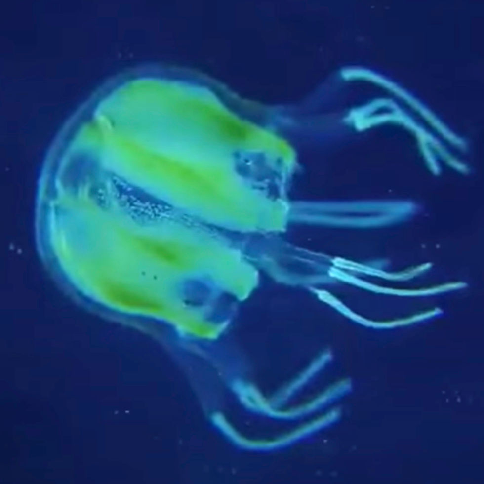 Mangrove Box Jellyfish Mysite