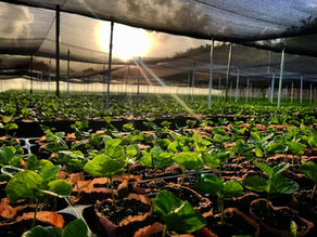 Reconocen a Puerto Rico Coffee Roasters por sus prácticas sostenibles