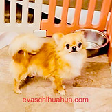 Chihuahua from Top-Ranked, World-Winning Pedigrees