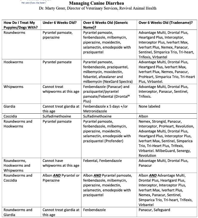 Puppy Diarrhea Best Practices in Preventing and Managing Puppy Loose Stool