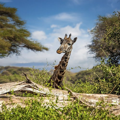 RWANDA SAFARI LODGES