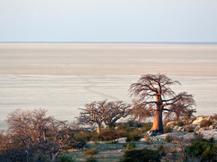 Luxury Safari Experience