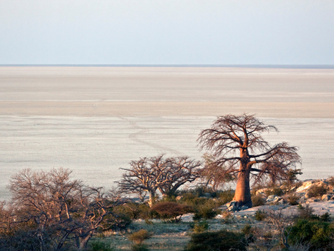 Luxury Safari Experience