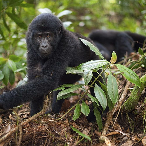 RWANDA TOURS PACKAGES