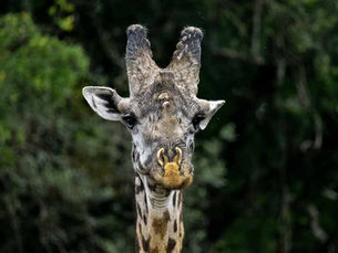 Safari Trip In India