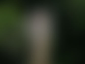 Safari Trip In India