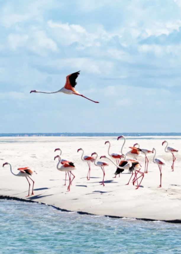 Mozambique safari