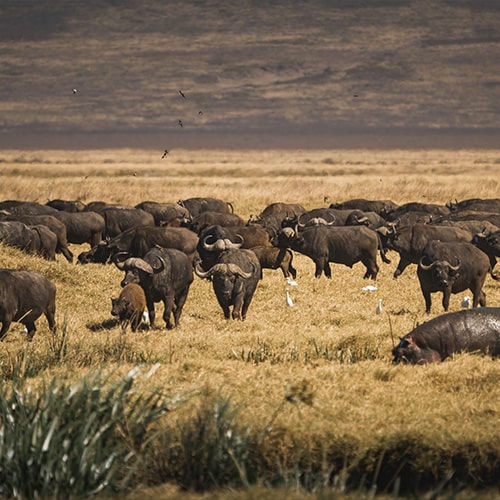 ALL INCLUSIVE SAFARI TANZANIA