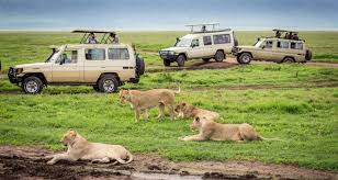 why lions do not attack tourists while on Safari Jeep | Kanje Grand Tours | Photo 11