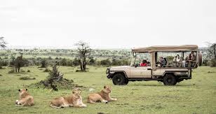 why lions do not attack tourists while on Safari Jeep | Kanje Grand Tours | Photo 8