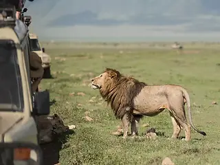 why lions do not attack tourists while on Safari Jeep | Kanje Grand Tours | Photo 13