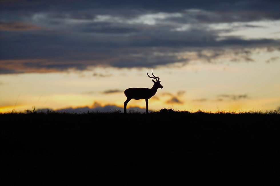 Masai Mara first lights_edited.jpg