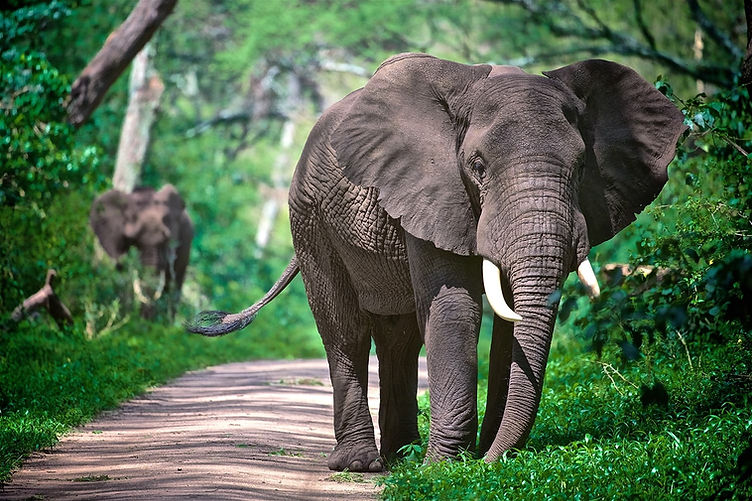 Lake Manyara National park - destination image - Kanje grand tours.jpg