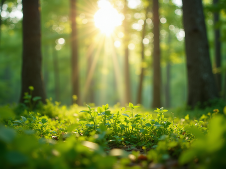 The Importance of Sustainable Living in Today's World