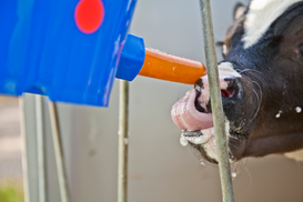 Calf Bucket Teat 2.png