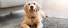Carpet cleaning, stain removal, pet odour removall, pet stain removal Vernon Lake Country North Okanagan
