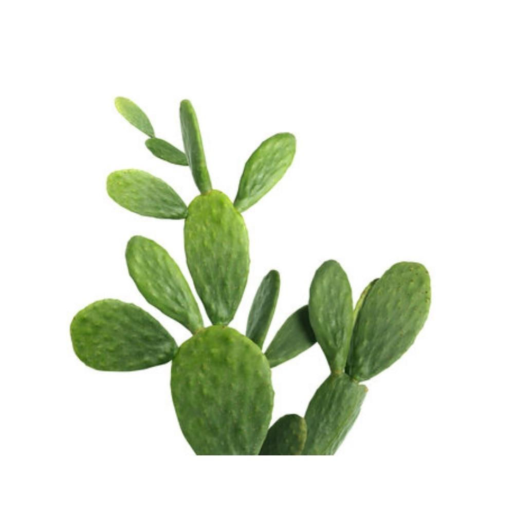 nopal (6 hojas)
