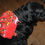 Thumbnail: Doggie Back Packs