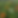 ranunculus.png