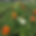 ranunculus.png