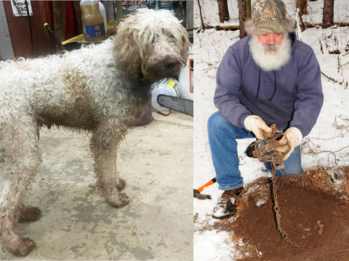 Trappers Lend a Hand When Dogs Wander Far from Home