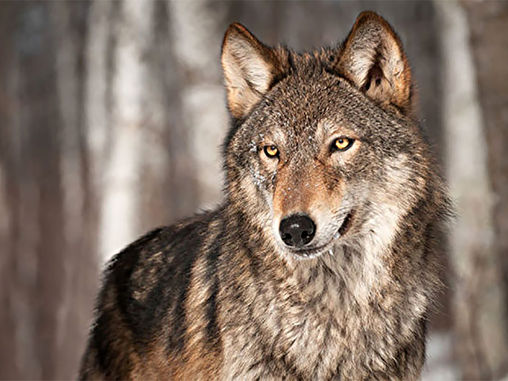 Wisconsin’s Wolf Overharvest was Predictable, Preventable