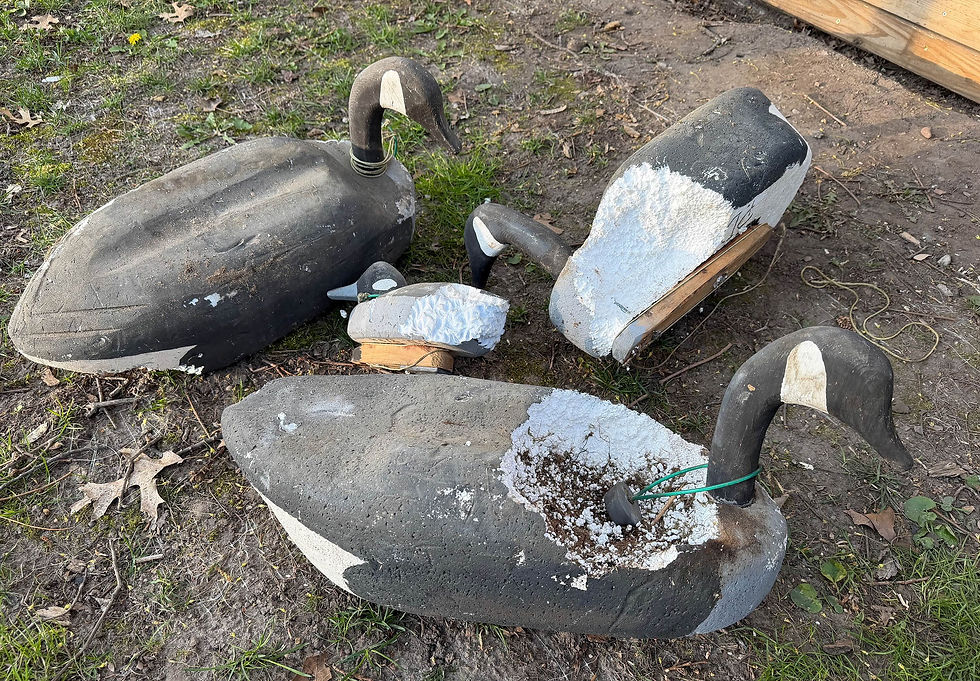 Pesky Squirrels Sabotage Homemade Decoys Stacked in Backyard Shed