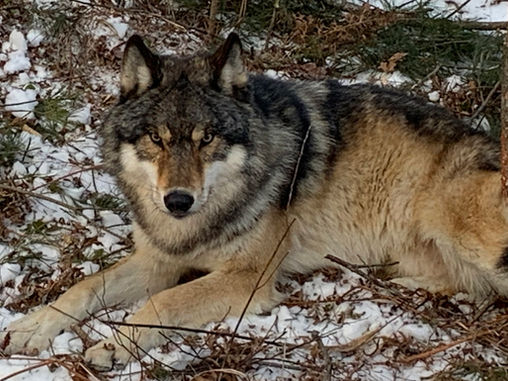 Wisconsin’s Wolf Woes Pale Compared to Deer Dramas