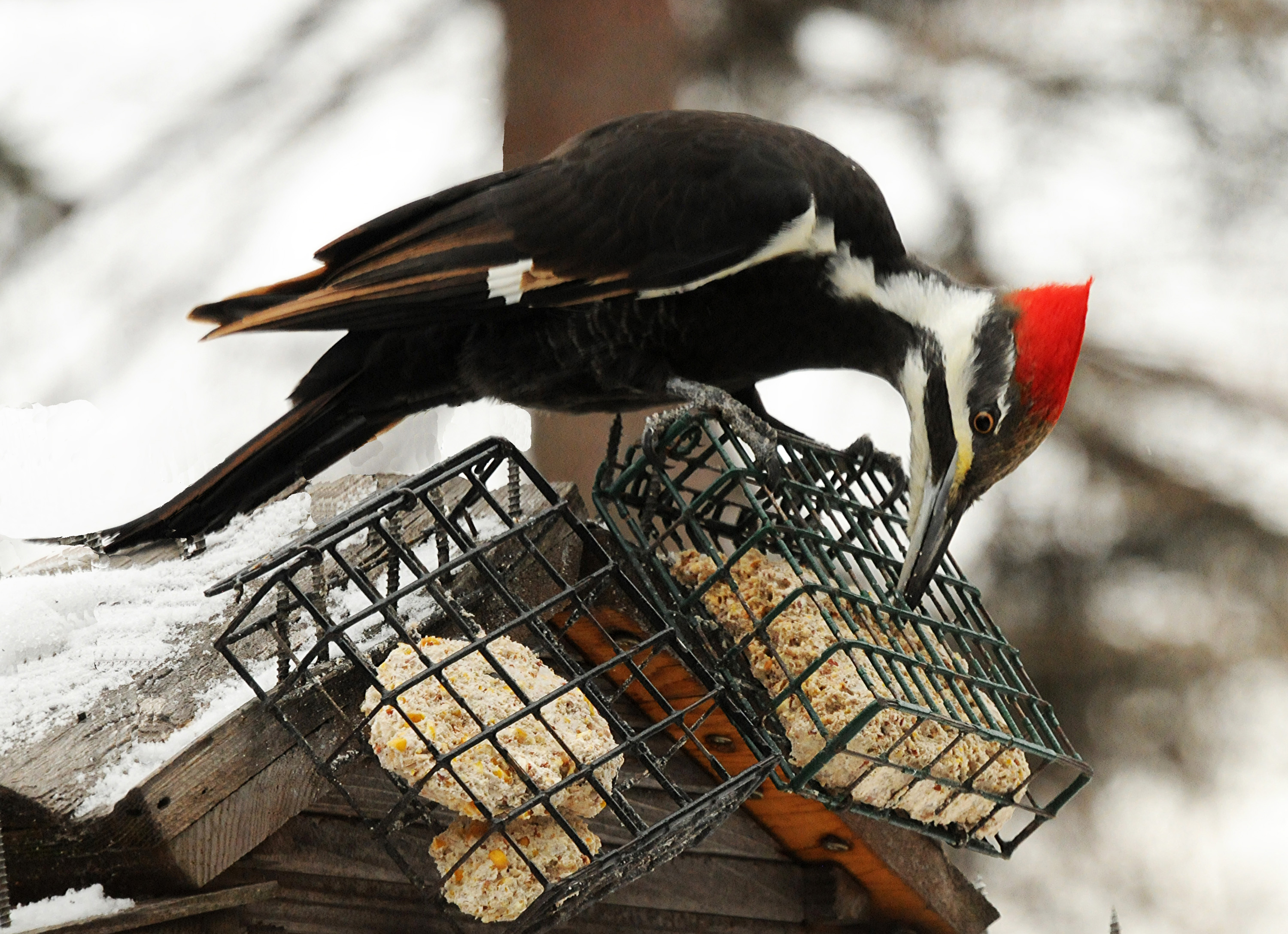 woodpecker sounds woodpecker sounds