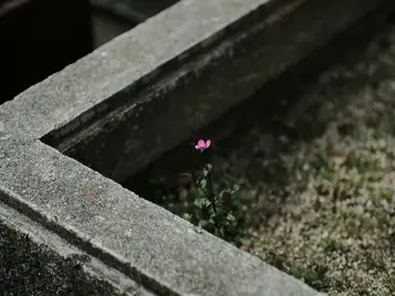 Dear Little Mortuary